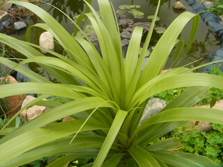 Obraz premium Piante