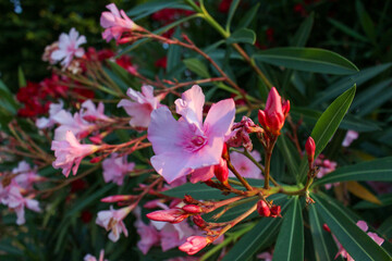 Flowers in beautiful Bavarian gardens