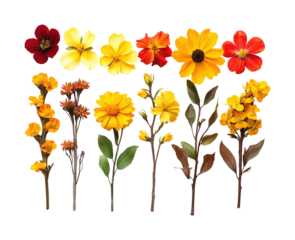 Colorful flower collection bright top view isolated on transparent background, png