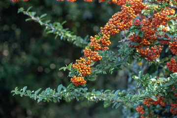 Background of green branches and bright orange berries in November in Budva Montenegro. High...
