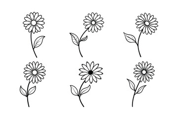 Daisy (Bellis perennis) line art vector illustration © Helal