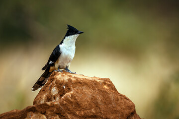 Pied Cuckoo standing on a rock isolated in blur background in Greater Kruger National park, South Africa ; Specie Clamator jacobinus family of Cuculidae