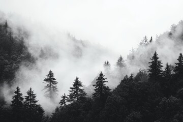 In the enchanting backdrop of a fog-covered forest, tall pine trees stand majestically in a tranquil landscape, fully embracing nature's serenity.