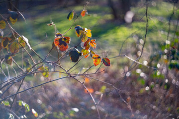 Illuminated autumn leaves