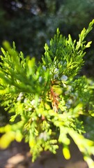 green leaves background, juniper, thuja, leaves and cones on a branch