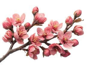 Cherry blossom blooms garden nature spring isolated on transparent background, png