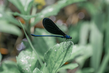 Closeup view of a damselfly, a flying insect of the suborder Zygoptera in the order Odonata. It is...