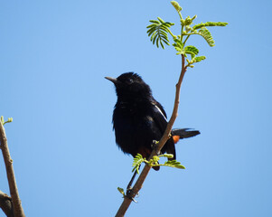 Full outdoor shot of a robin bird perched on a tree branch against a clear, bright blue sky. 