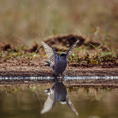 Red-backed Shrike male playing in waterhole backlit in Greater Kruger National park, South Africa ; Specie Lanius collurio family of Laniidae