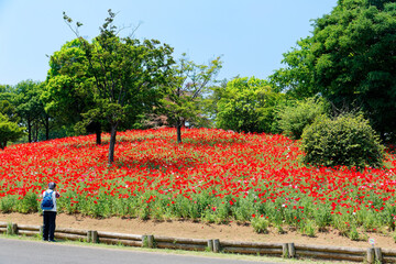 Tourist taking photos of beautiful Shirley Poppy blossoms (Papaver Rhoeas) on a bright sunny day in the flower field of Showa Kinen Koen ( Memorial Park ), Tachikawa, Tokyo, Japan