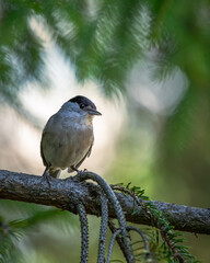 Kapturka Sylvia atricapilla