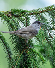 Kapturka Sylvia atricapilla