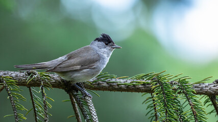 Kapturka Sylvia atricapilla