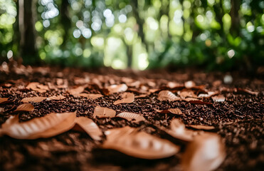 Dry Leaves Covering the Forest Path in Natural Surroundings
