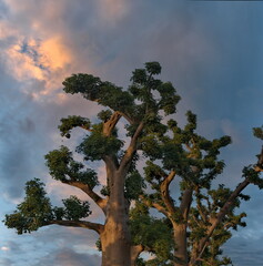 West Africa. Senegal. Picturesque contours of grandiose baobabs on a peanut field in the rays of...