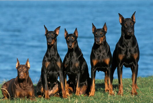 Dobermans
