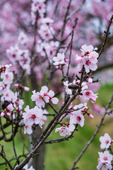 Fototapeta premium Close-up of pink almond blossoms in the Palatinate