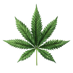 cannabis leaf on white background