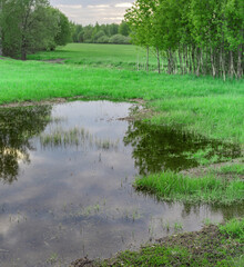 Pond with a few trees in the background