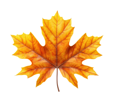 Autumn leaves falling outdoors nature isolated on transparent background, png