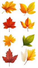 Fototapeta premium Autumn Leaf Collection: Colorful Foliage Illustrations