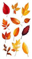Fototapeta premium Autumn Leaves: A Collection of Vibrant Foliage