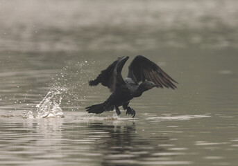 Indian cormorant takeoff at Keoladeo Ghana National Park, Bharatpur, India