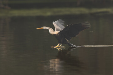 Darter landing in lake at Keoladeo Ghana National Park, Bharatpur, India