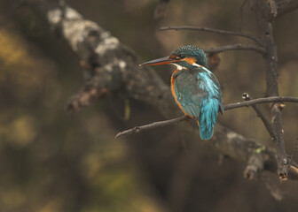 Fototapeta premium Common kingfisher perched on a tree trunk at Keoladeo Ghana National Park, Bharatpur, India