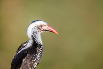 Southern Red billed Hornbill portrait isolated in natural background in Greater Kruger National park, South Africa ; Specie Tockus rufirostris family of Bucerotidae