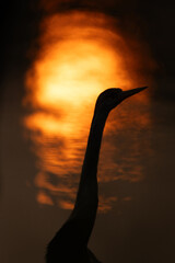 Darter and dramatic sun reflection on water, Keoladeo Ghana National Park, Bharatpur, India