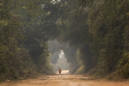 A Golden jackal in the conopy of forest at Keoladeo Ghana National Park, Bharatpur, India