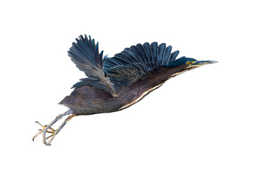 Green Heron (Butorides virescens) High Resolution Photo, in Flight, on a Transparent, Isolated PNG Background