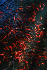 Black and red Koi carp fish in a pond, vertical splash
