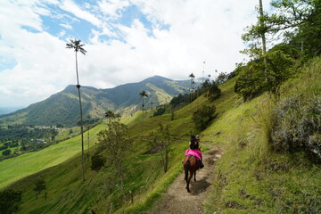 Fototapeta premium Cocora, Colombia, Landscape