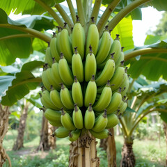 It looks like you're asking for something related to "Cultivated banana real nature.