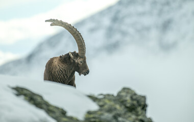 Profile view of an impressive male ibex as he looks downstream from a prominence on rocks against a...