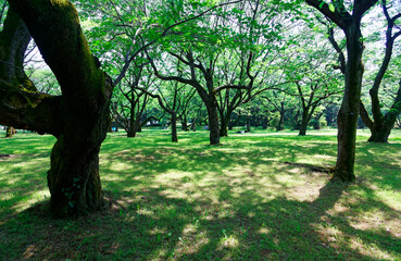 Obraz premium Beautiful scenery of a forest in Showa Kinen Koen (Showa Memorial Park ) with lush greenery and comfortable shade under the summer sun, in Tokyo, Japan ~ Scenic view of a shady forest in an urban park