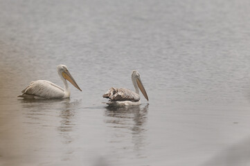 A pair of Dalmatian pelican in the of Keoladeo Ghana National Park, Bharatpur, India