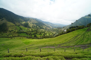 Fototapeta premium Cocora, Colombia