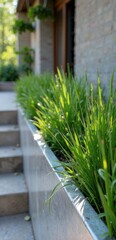 Sunlight illuminates vibrant green blades of grass in a modern concrete planter, adjacent to a stairway leading to a tranquil outdoor space.