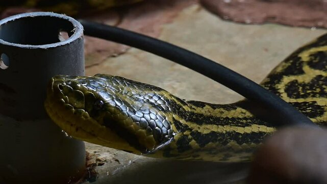 A stunning closeup of a colorful snake in its habitat, highlighting natures beauty and complexity