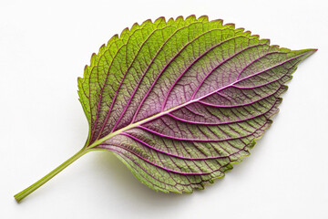 Fototapeta premium sesame leaf generative ai