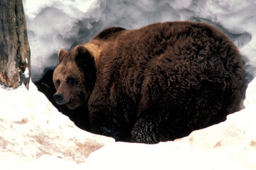 ours brun - ursus arctos - Europe