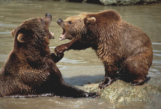 ours brun - ursus arctos - Europe
