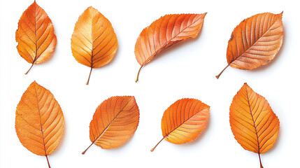 Fototapeta premium Set of bright orange autumn leaves isolated on white background.