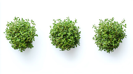 Fototapeta premium Set of bundles of fresh green thyme isolated on white background.