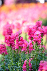 the pink snapdragon or bunny rabbit in the garden