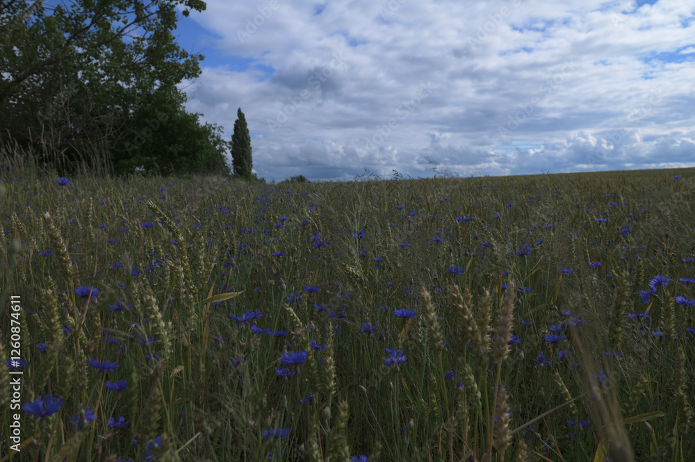 Sticker lots of cornflowers in the wheat field