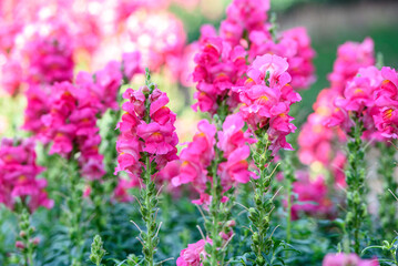 Obraz premium the pink snapdragon or bunny rabbit in the garden